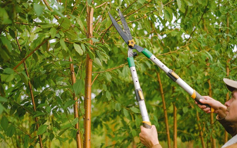 Tree trimming in Ashburn, MO
