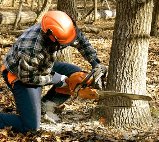 Tree Removal in Ashburn, MO